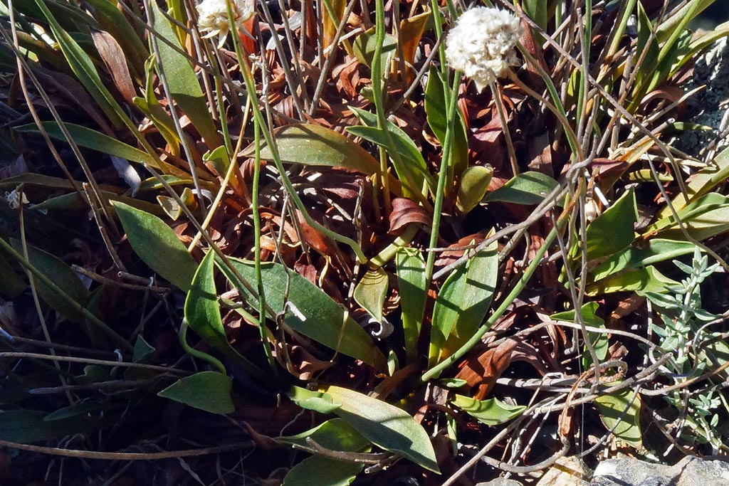 Armeria morisii / Spillone di Moris